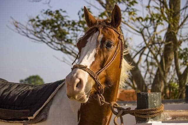 nutrient deficiency in horses