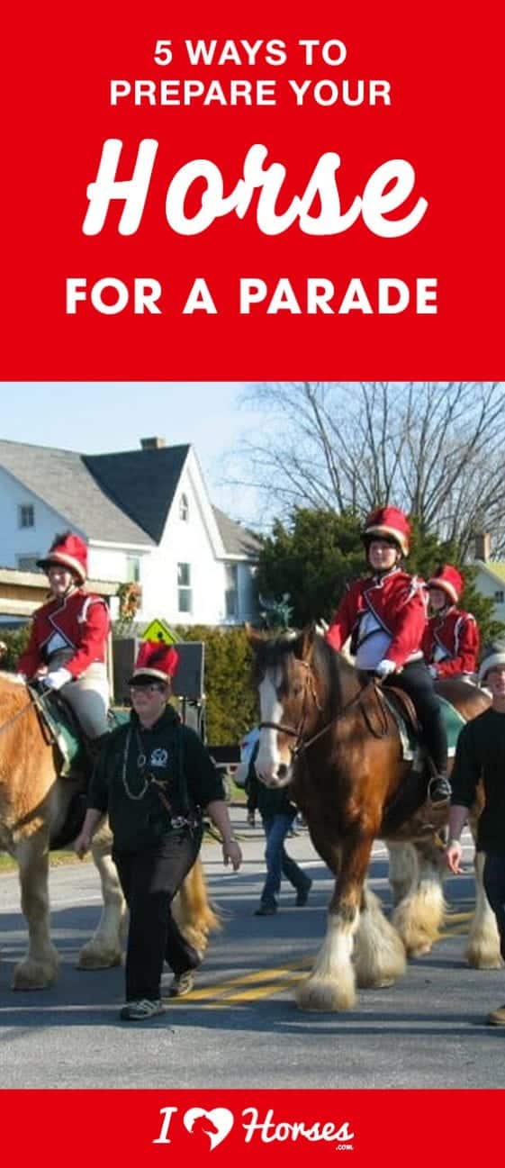 5 Ways to Prepare Your Horse for a Parade