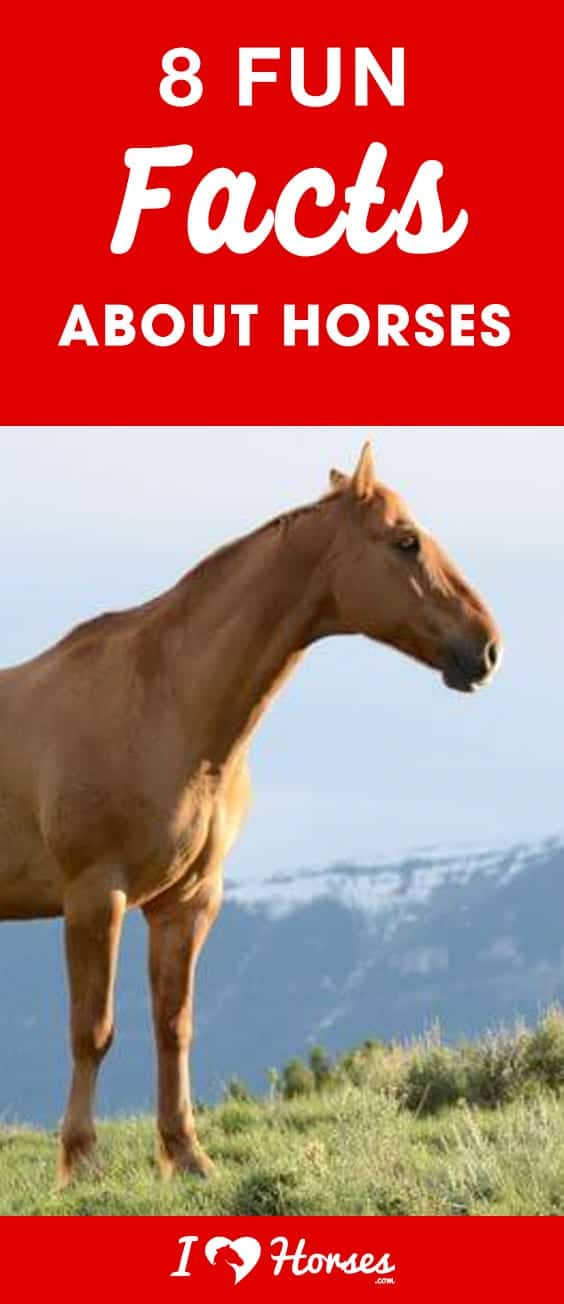 8-fun-facts-about-horses