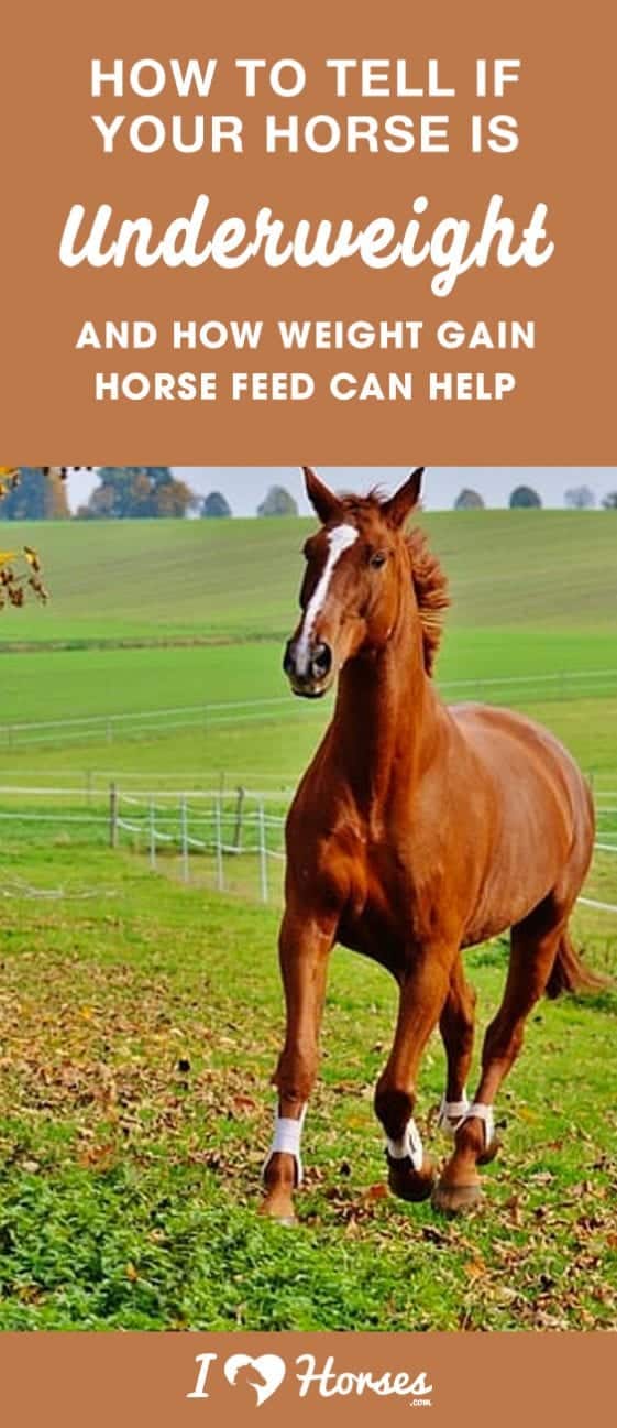 How To Tell If Your Horse Is Underweight And How Weight Gain Horse Feed