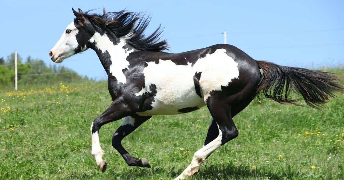 The Most Horse Breeds And Why We Them