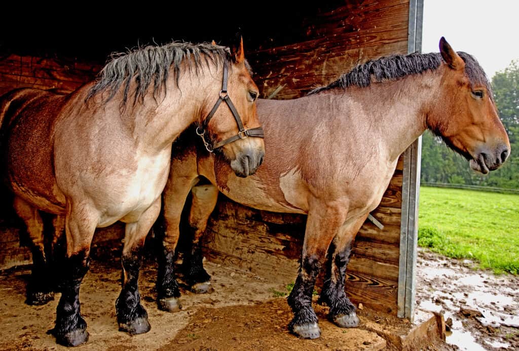 Ardennes Horse Breed Guide: Characteristics, Health & Nutrition