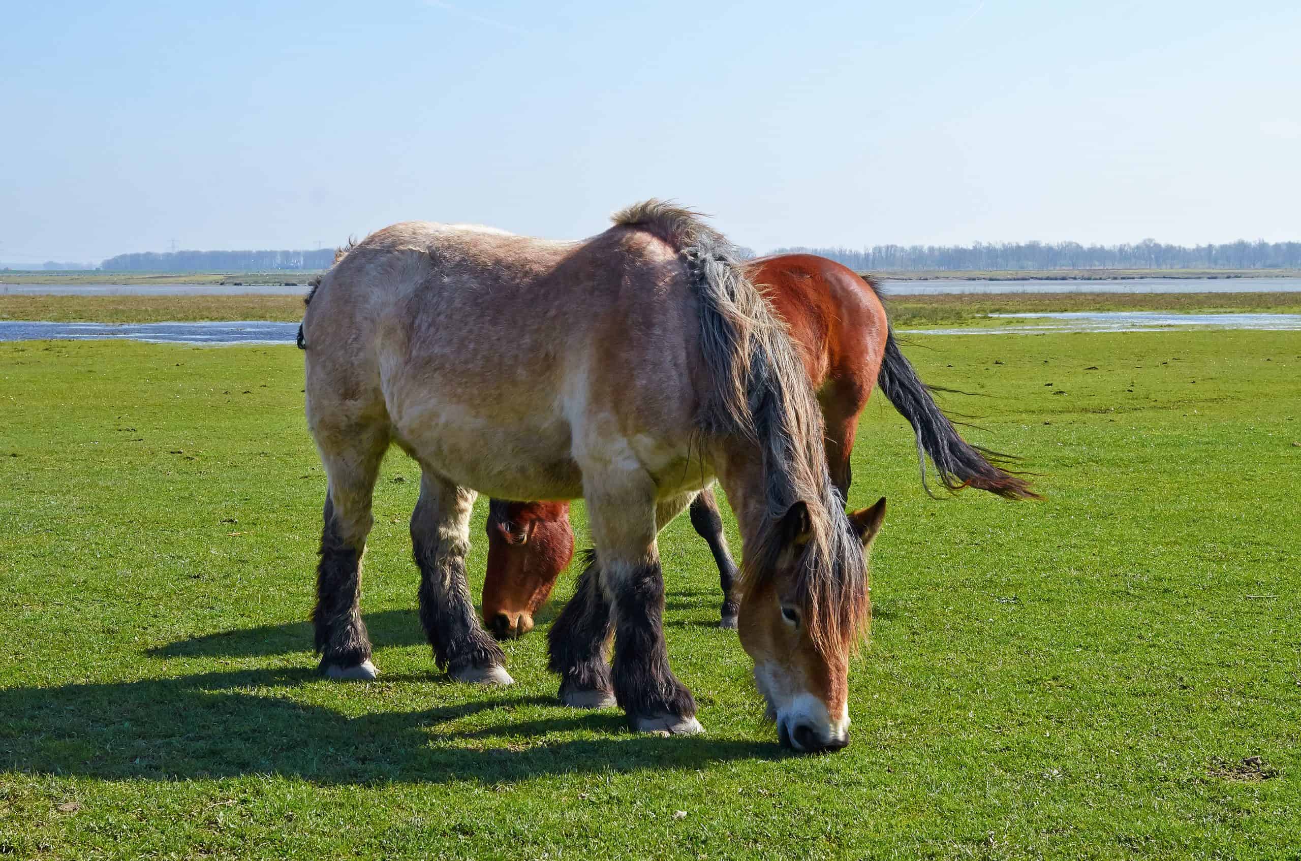 Ardennes Horse, The Ardennes or Ardennais is one of the old…