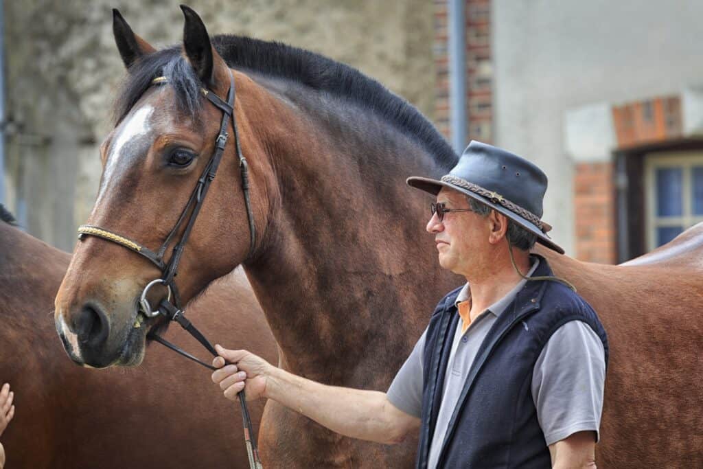 Ardennes Horse Breed: Facts, Lifespan & Cost - The Roping Pen