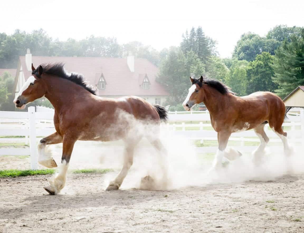 A Collection Of Draft Horses To Make You Swoon