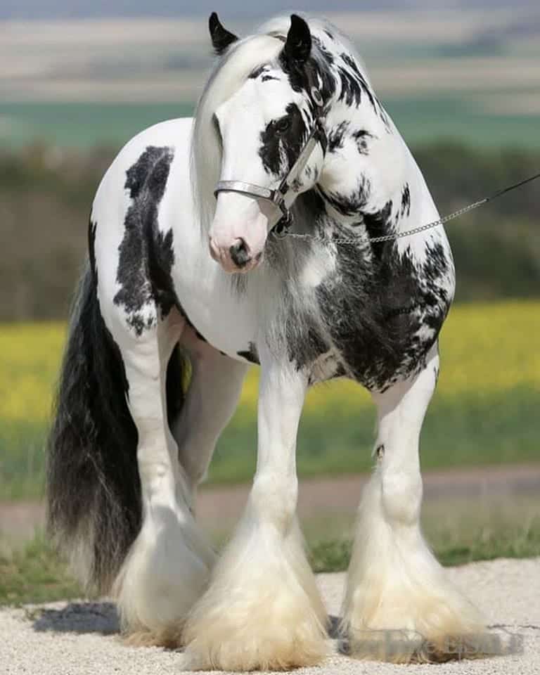 Clydesdale Horse Breed