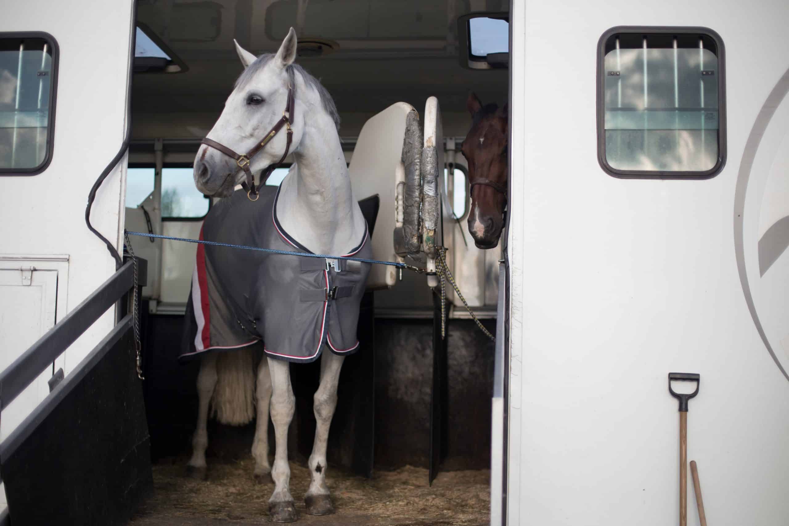 A horse is waiting with another horse inside a trailer