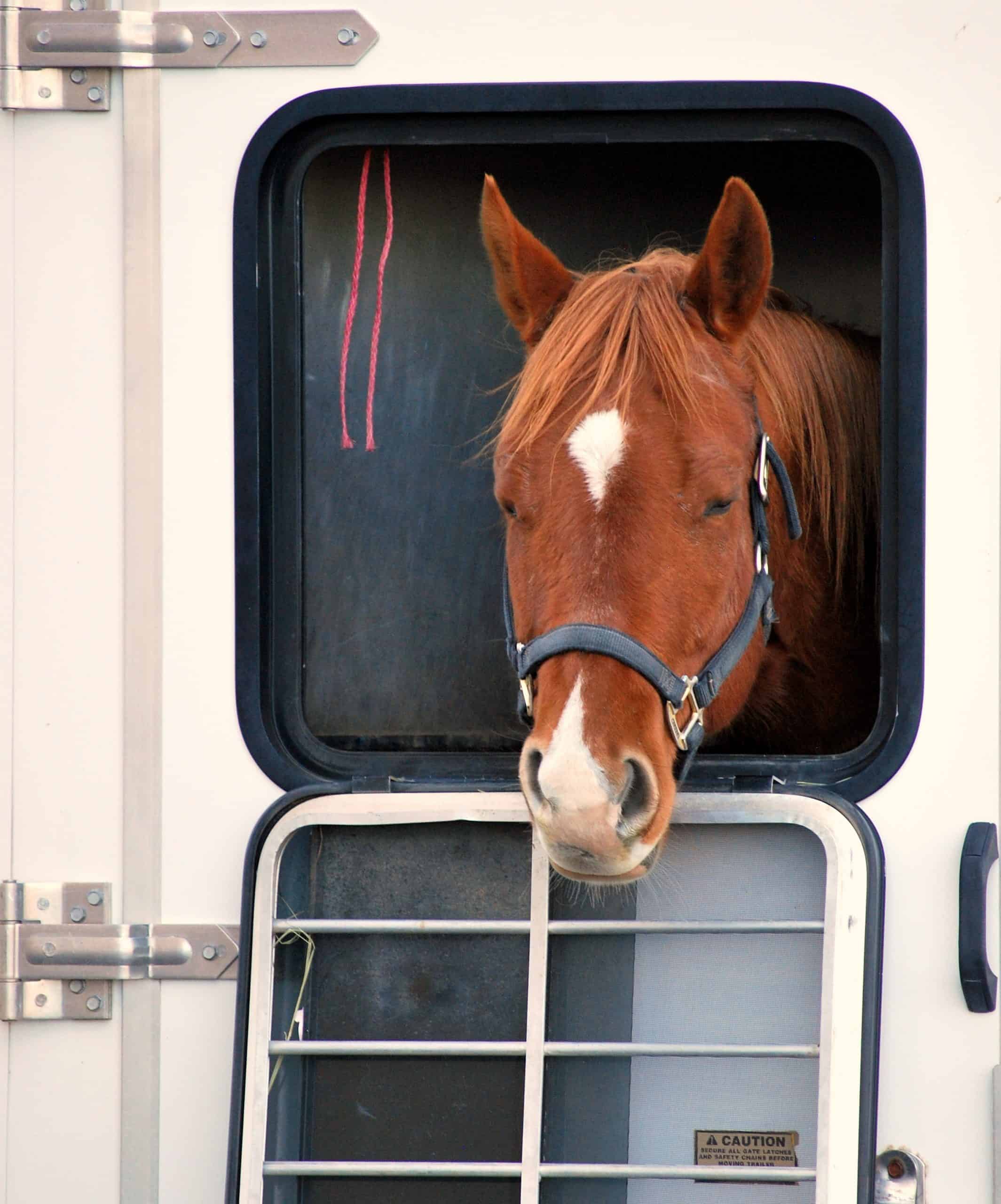Horse portrait inside a transport trailer.