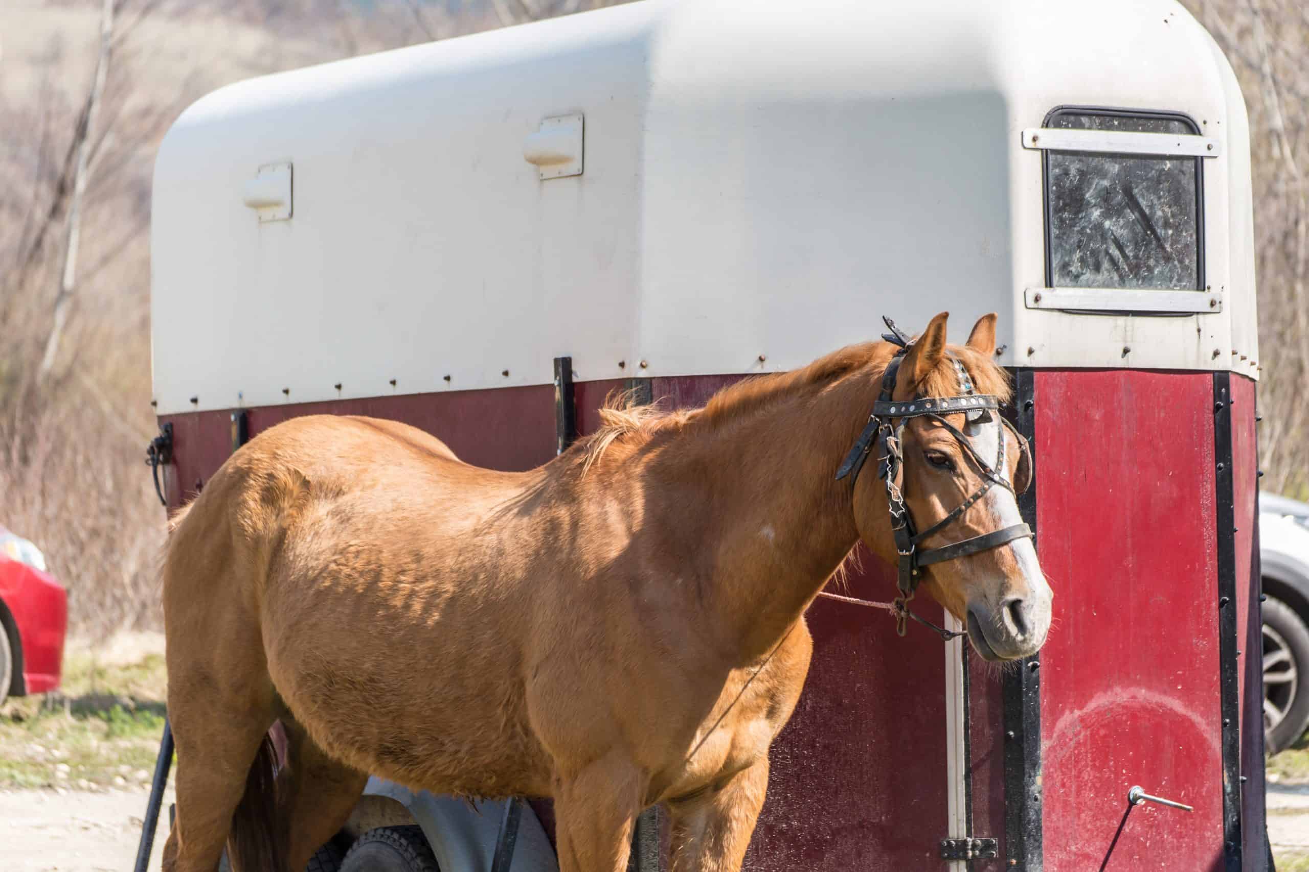 Brown horse in front of a special horse trailer