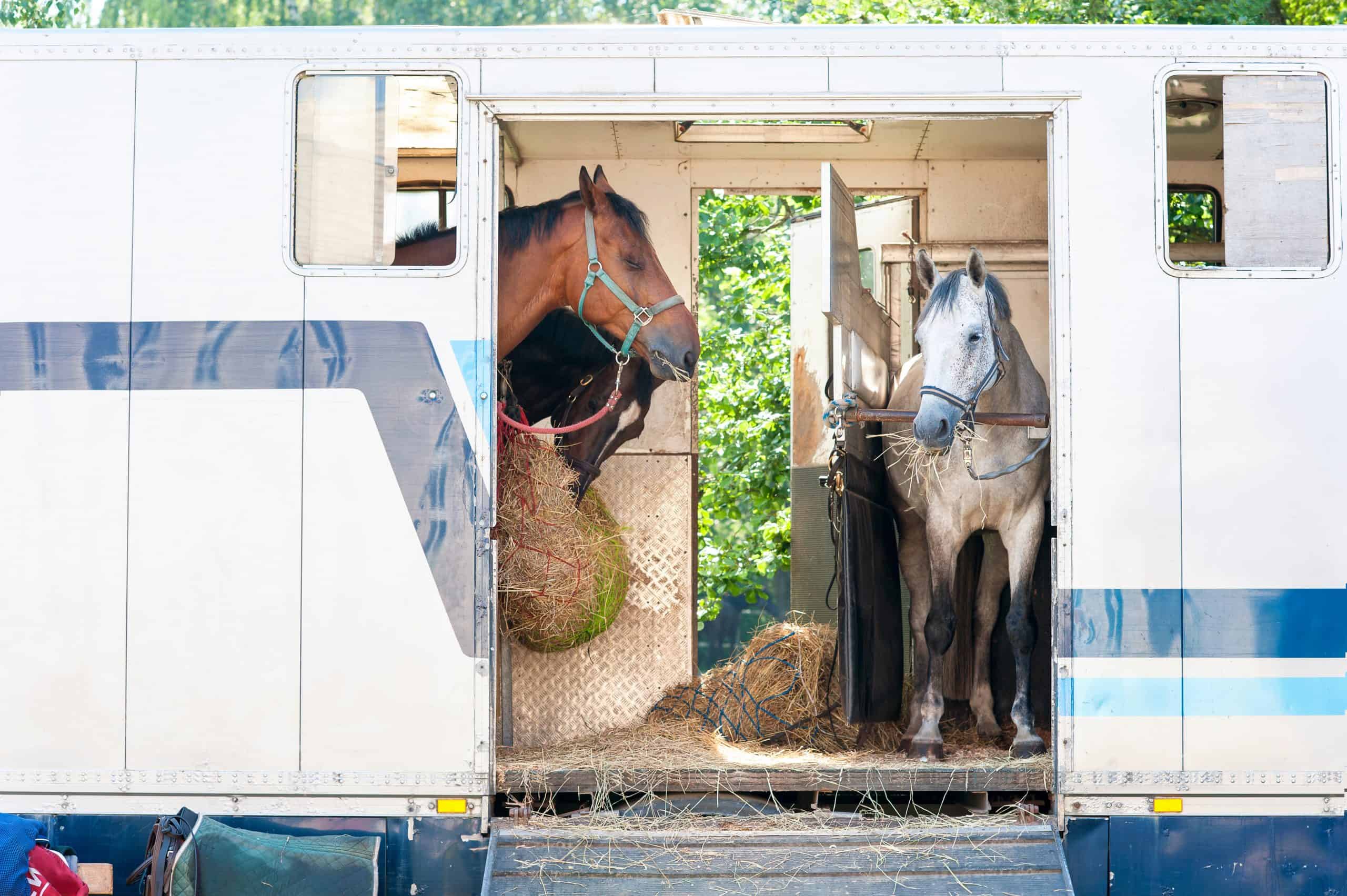 Three horses standing in trailer. View front view. Summertime outdoors horizontal image.