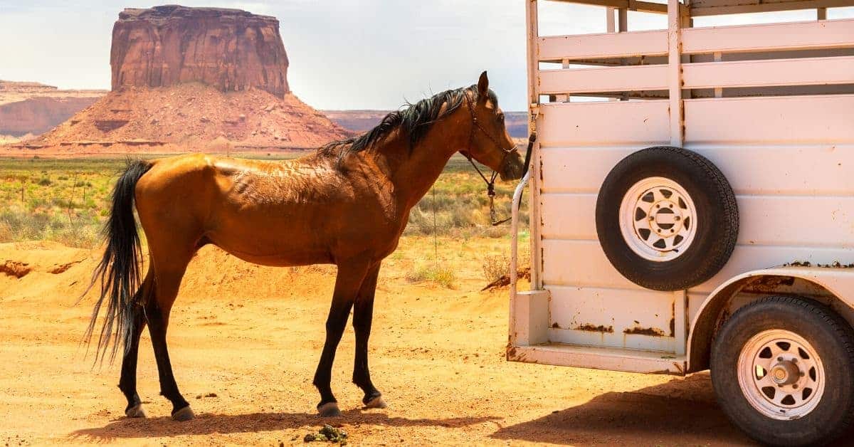 horse at trailer