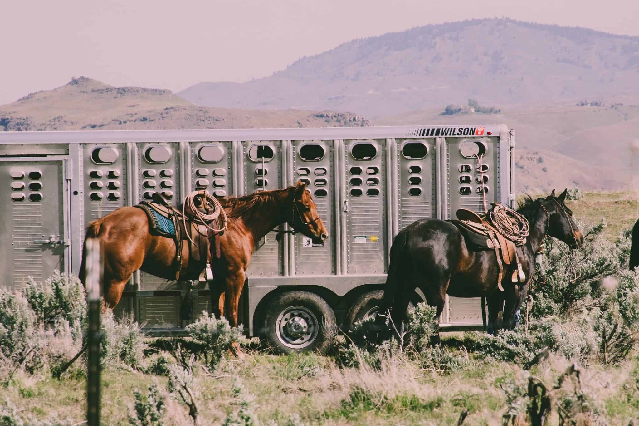 trailering your horse