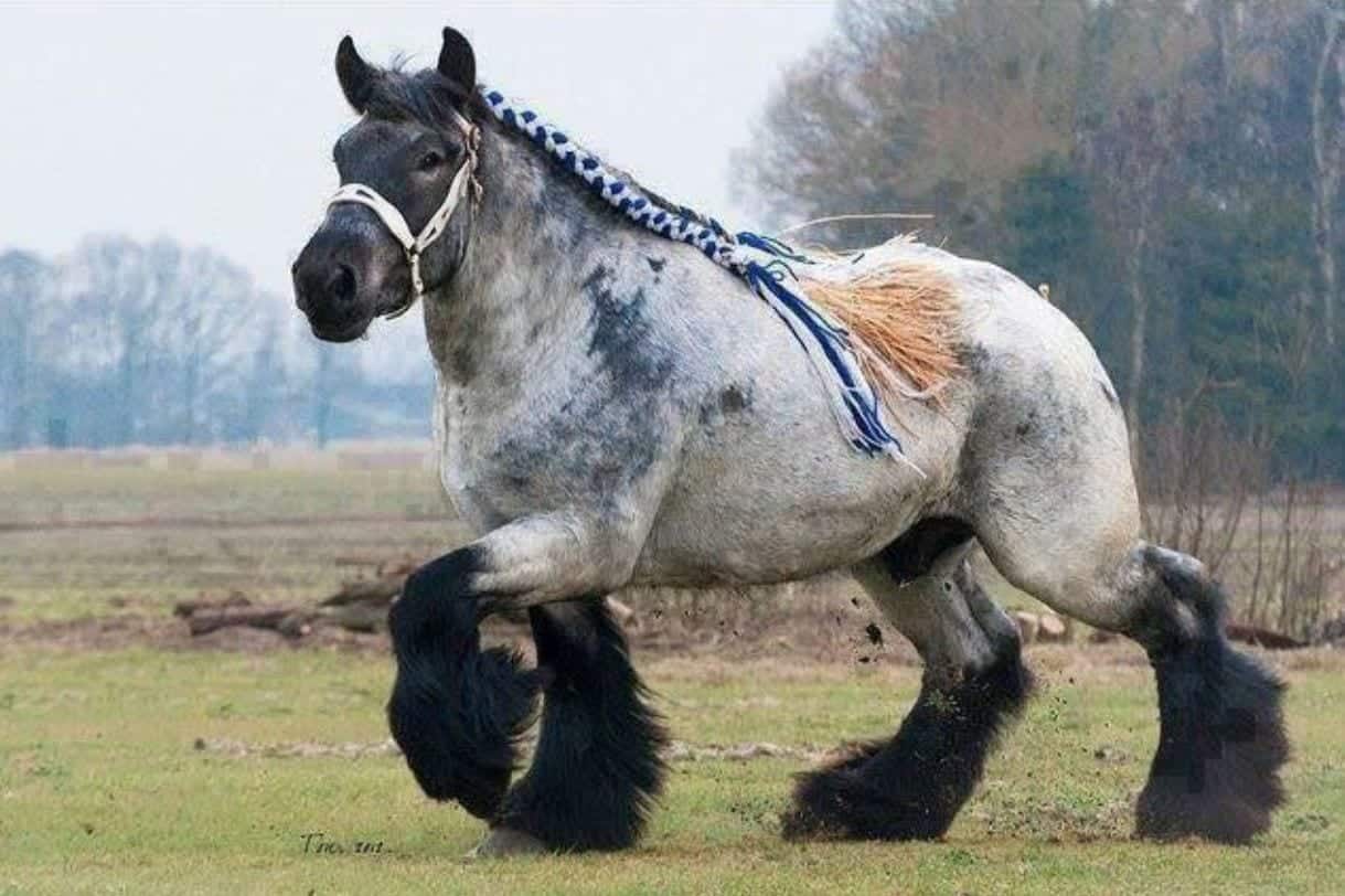 15 Breathtaking Images Of Draft Horses