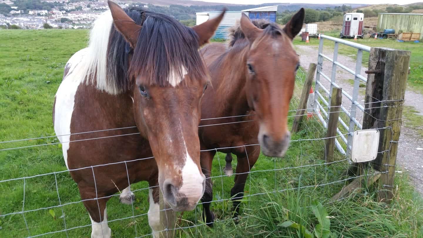 horse of the day indiana and april