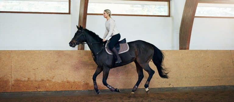 Short-haired woman on a black horse having a daily training