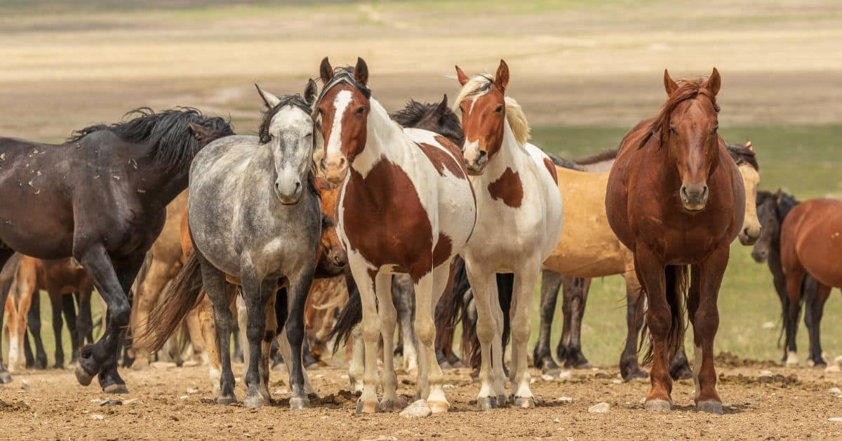 wild horses