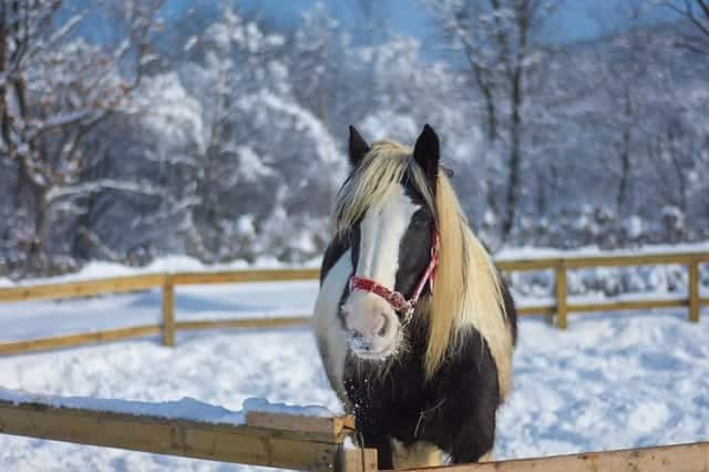 Horse Blanket Temperature Chart Fahrenheit