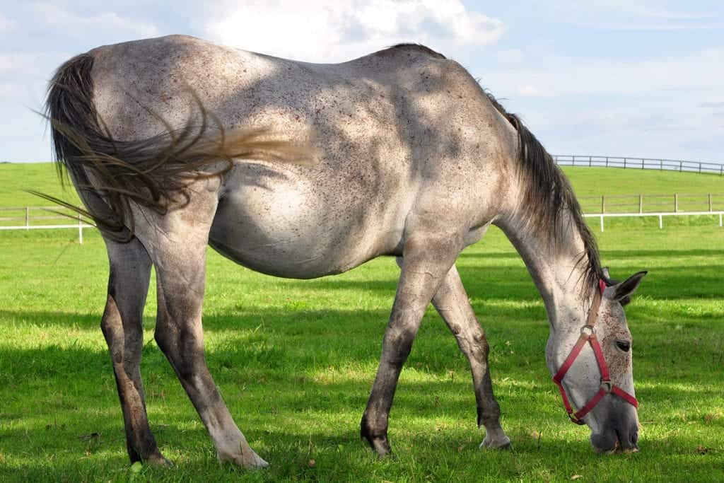 Color Raton Horses The 10 Most Common Horse Colors