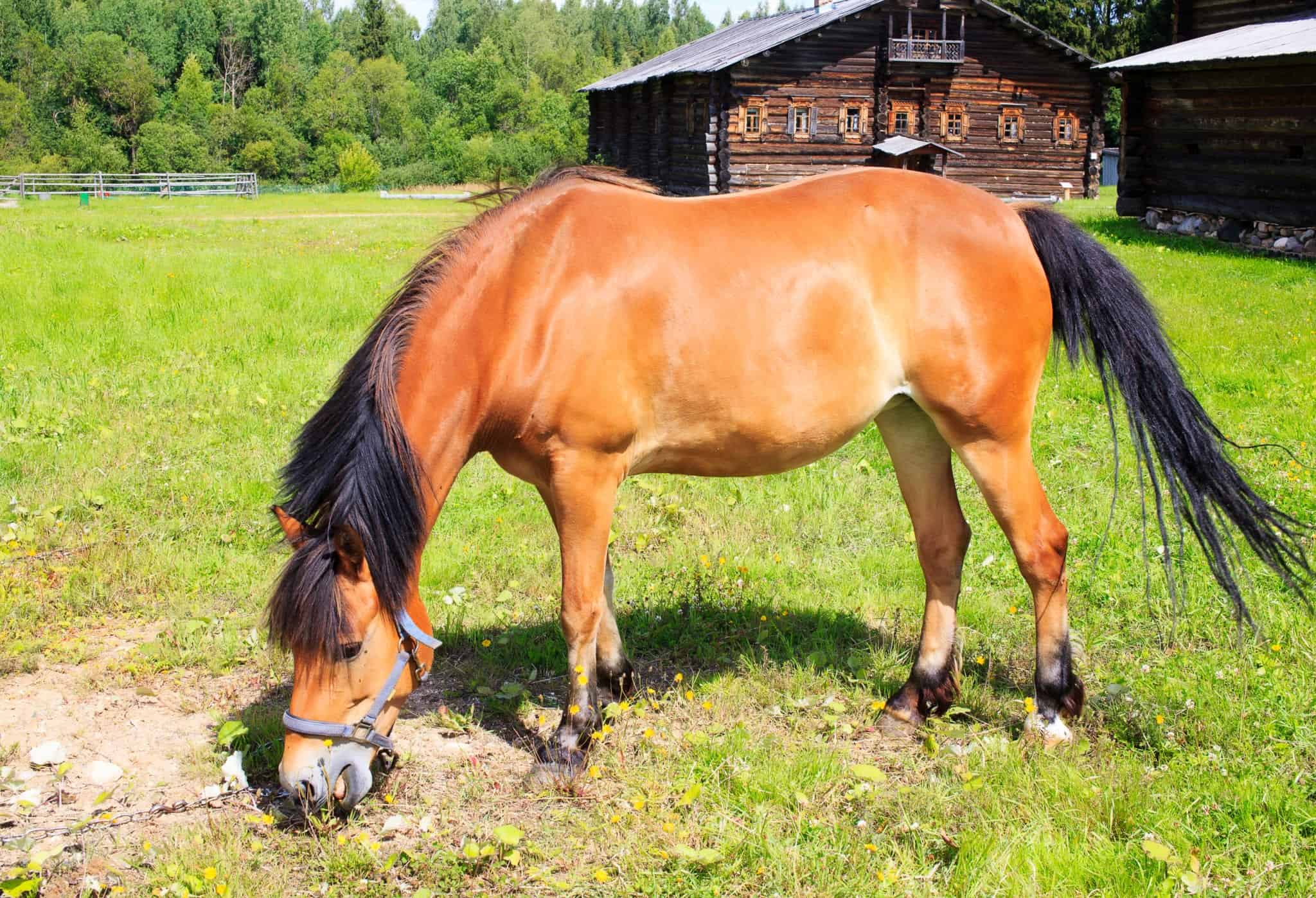 Buckskin horse grazes on the chain on the lawn in the village