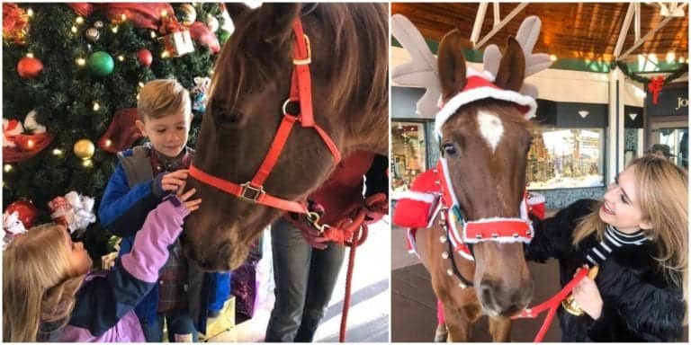 Hank the bell ringing horse