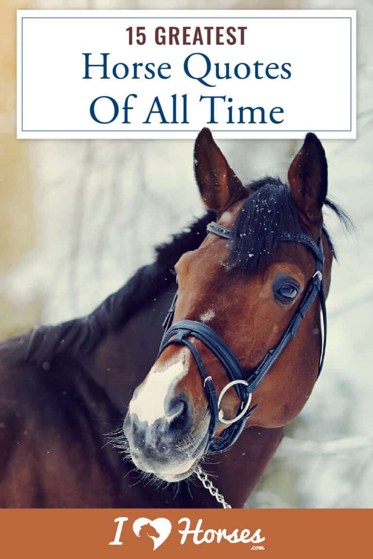 15 Greatest Quotes About Horses Of All Time