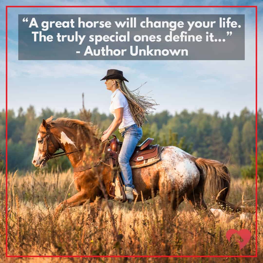 horse quote author unknown
