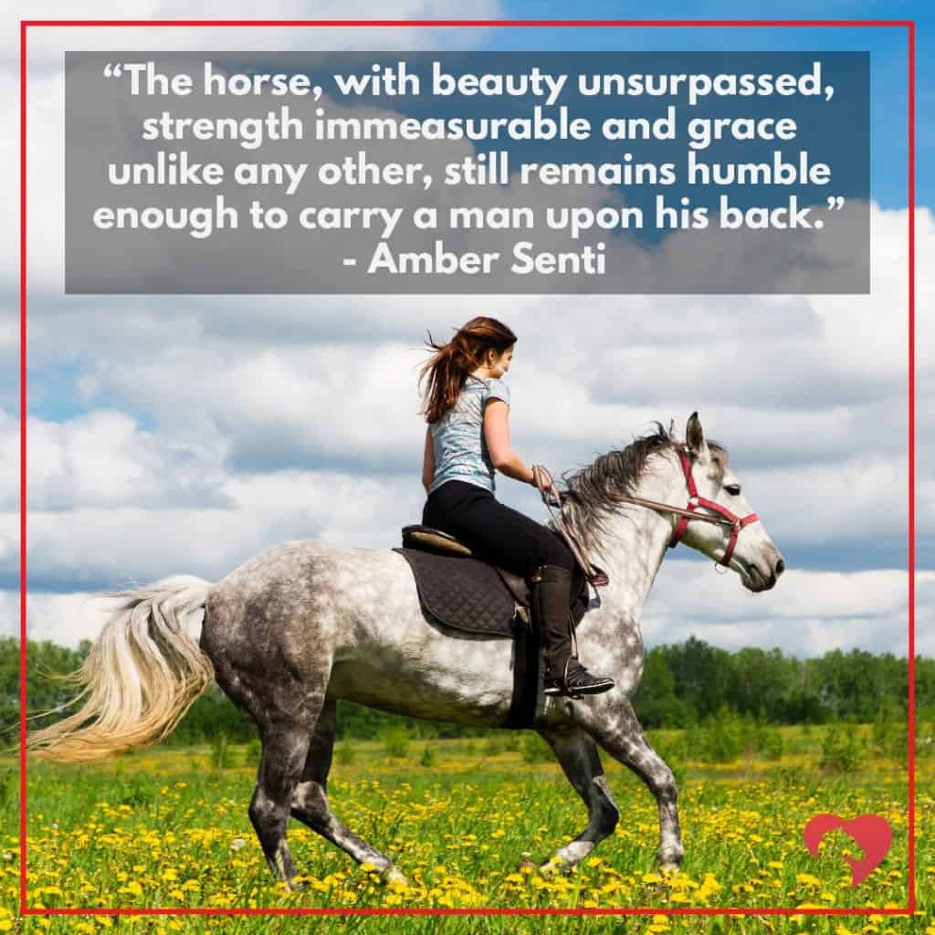 15 Greatest Quotes About Horses Of All Time