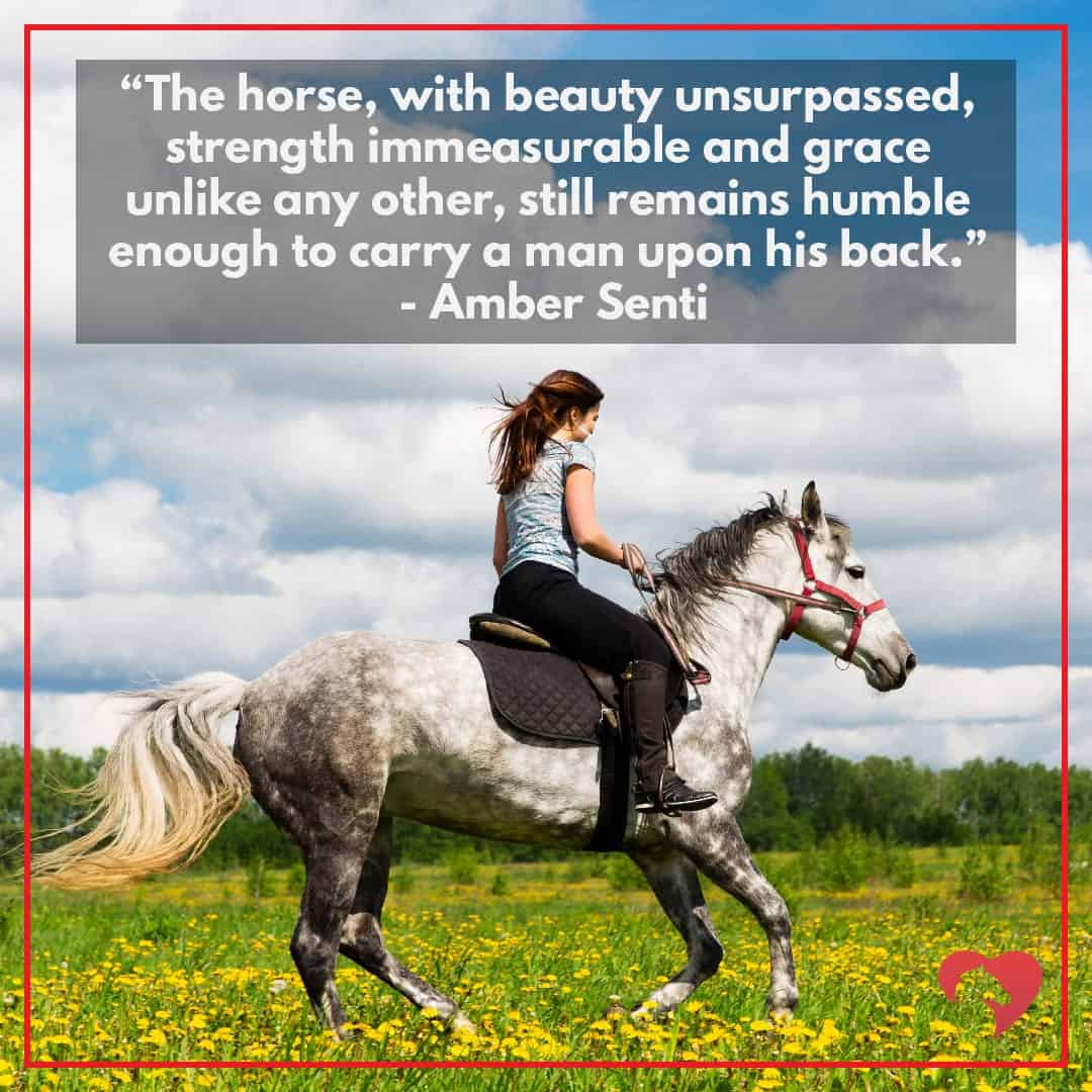 horse quote amber senti