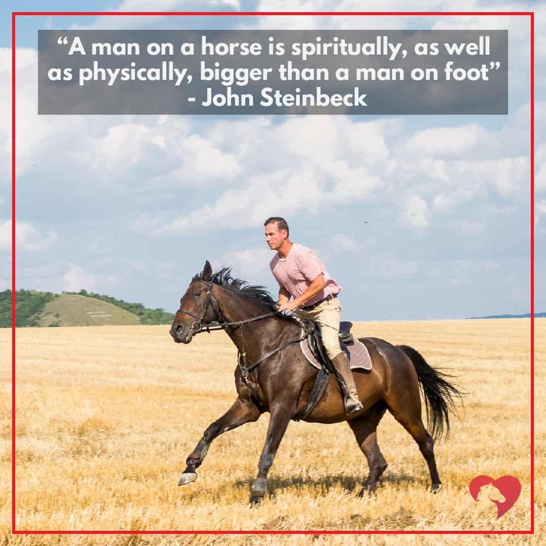 horse quote john steinbeck spiritually