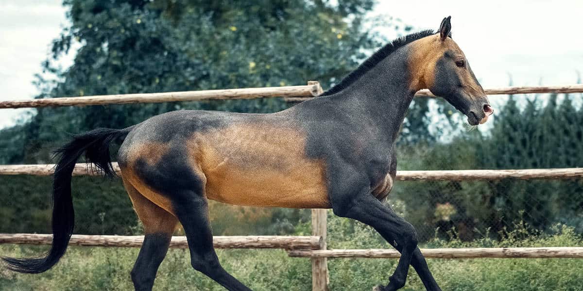 5 Of The Rarest Horse Breeds In The World