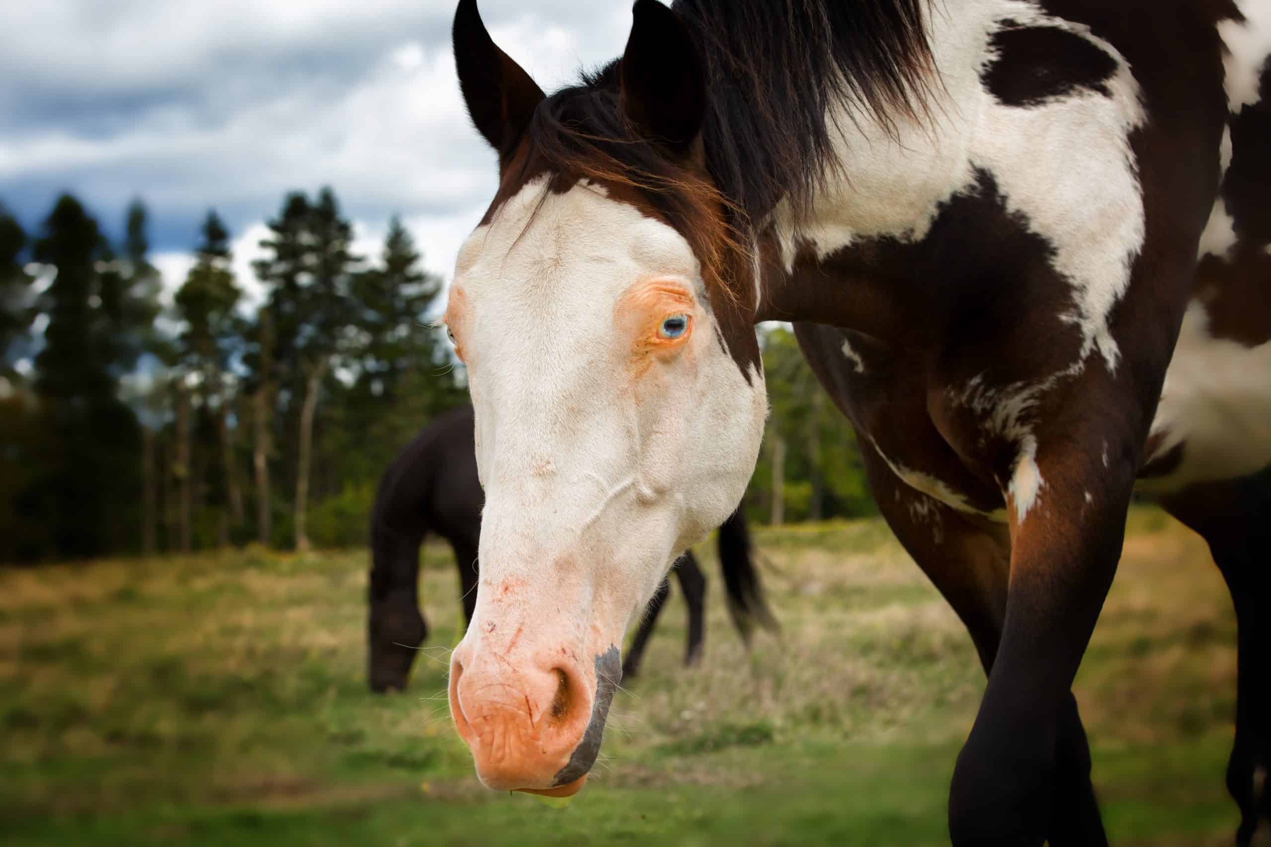 Horse Facial Markings and What They Mean