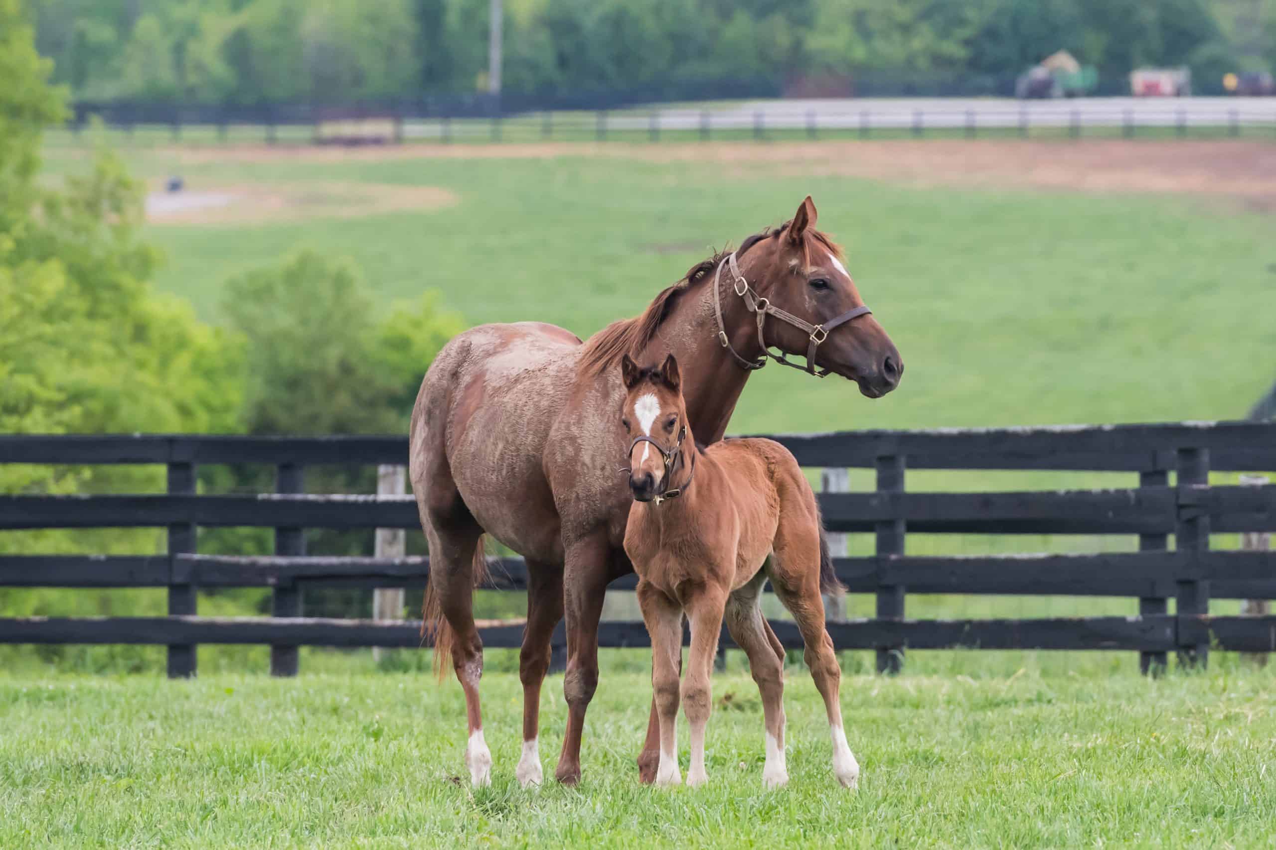 horse markings