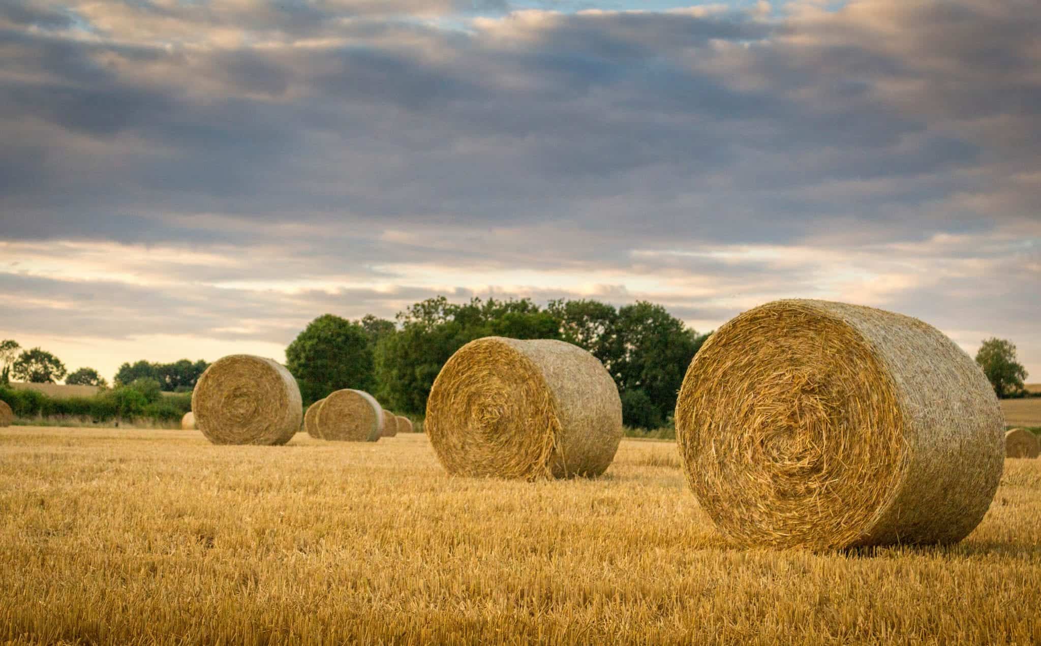 A landscape shot of hay bales on a harvested field with a row of green trees in the background under a stormy looking sky.