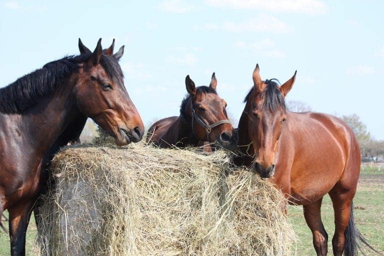Horse herd eating dry hay bales
