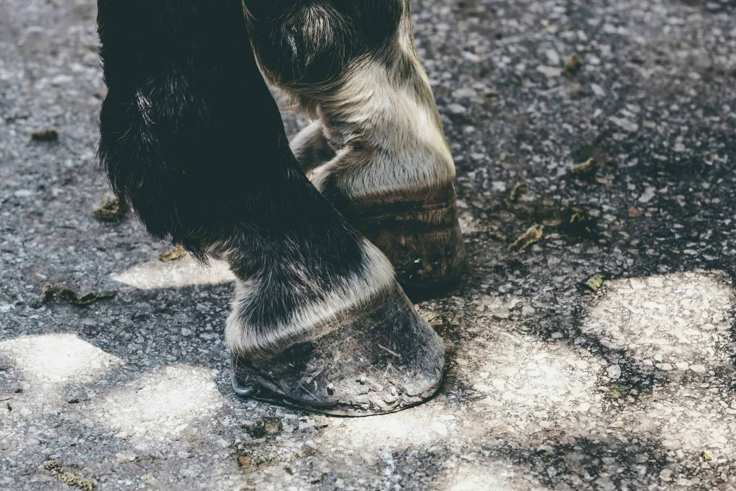 horse marking