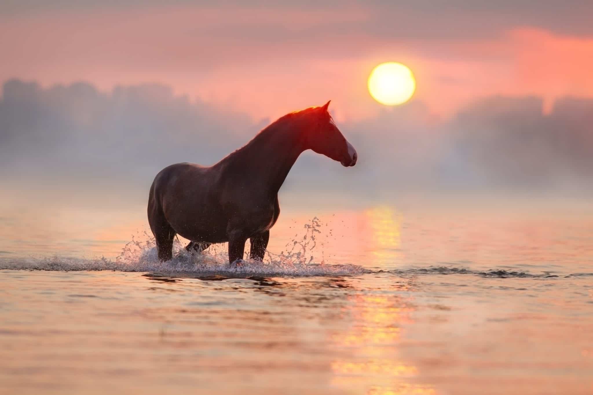 Red horse standing at sunrise in water