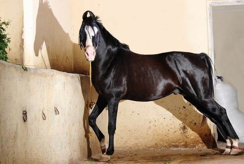 Marwari Horse