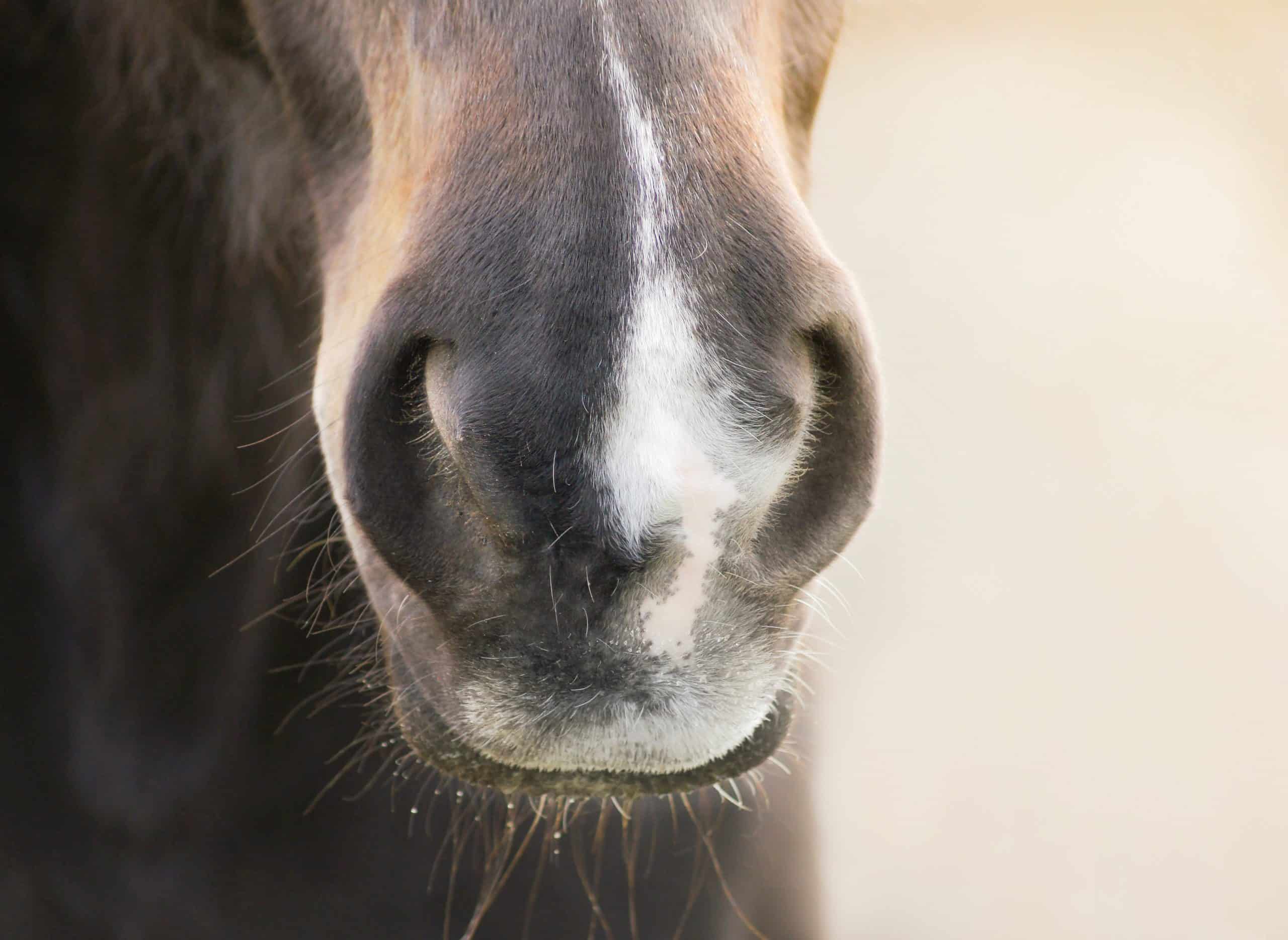 horse marking