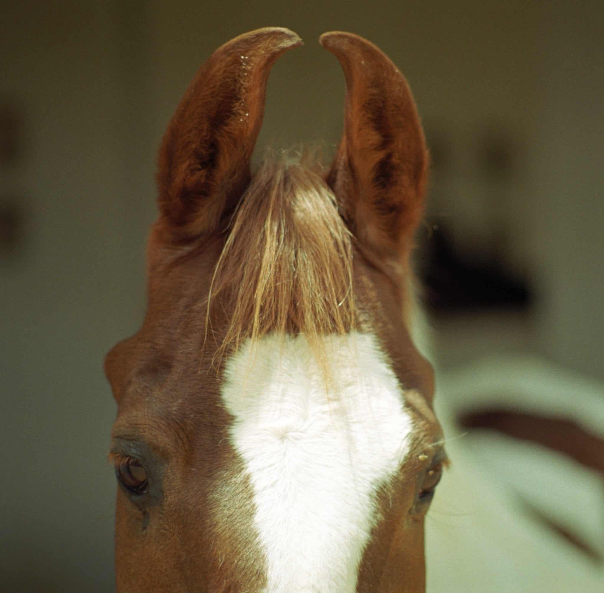 Most Beautiful Marwari Horse