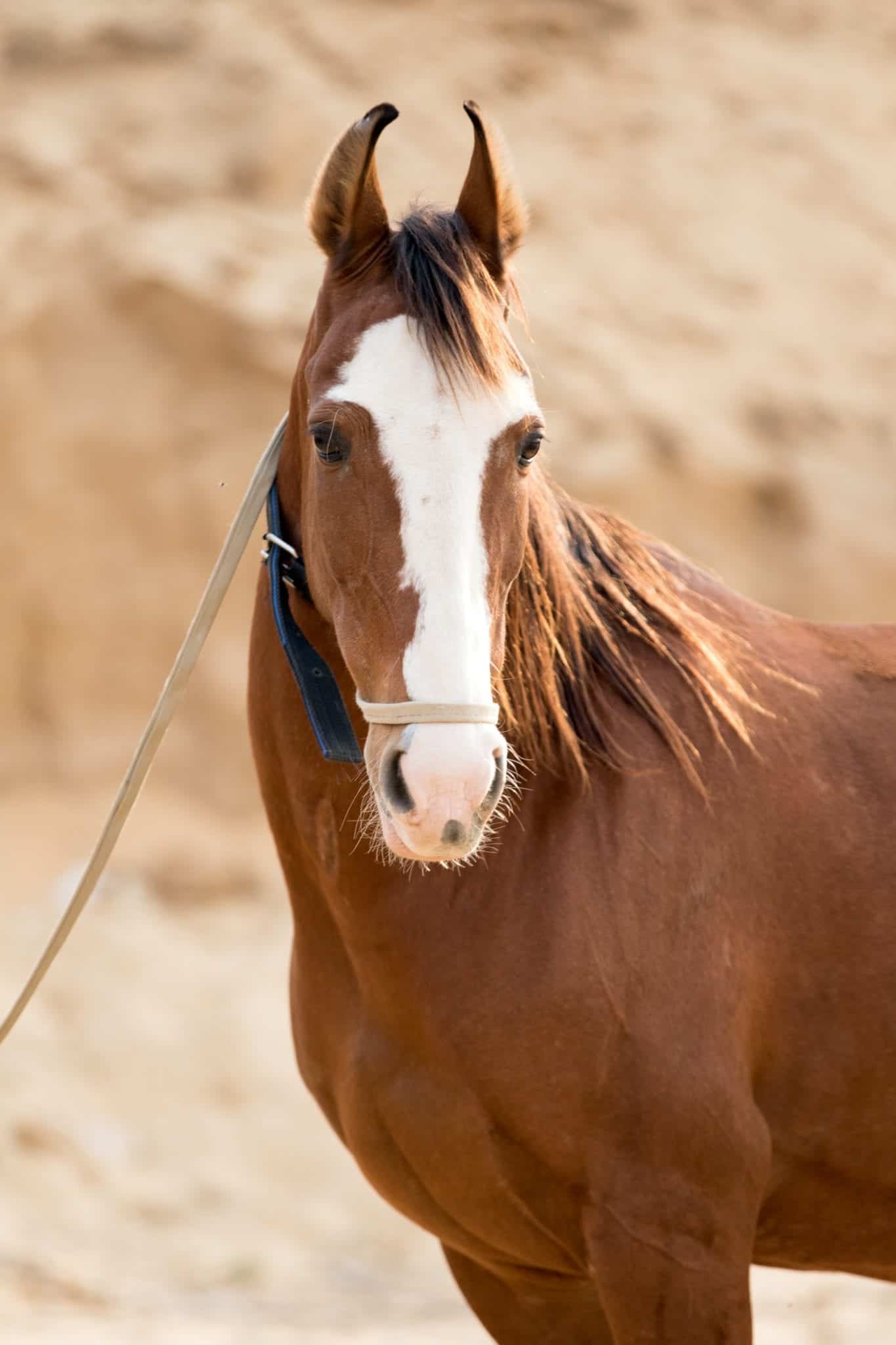 Most Beautiful Marwari Horse