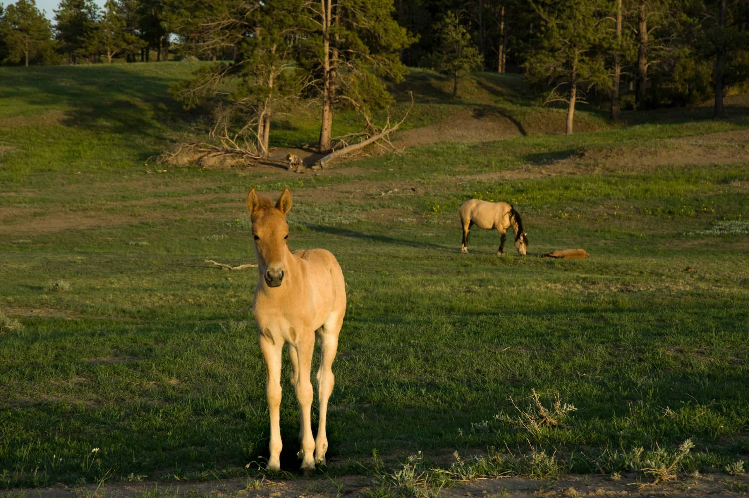 Sorraia Mustangs in the Black Hills Wild Horse Sanctuary