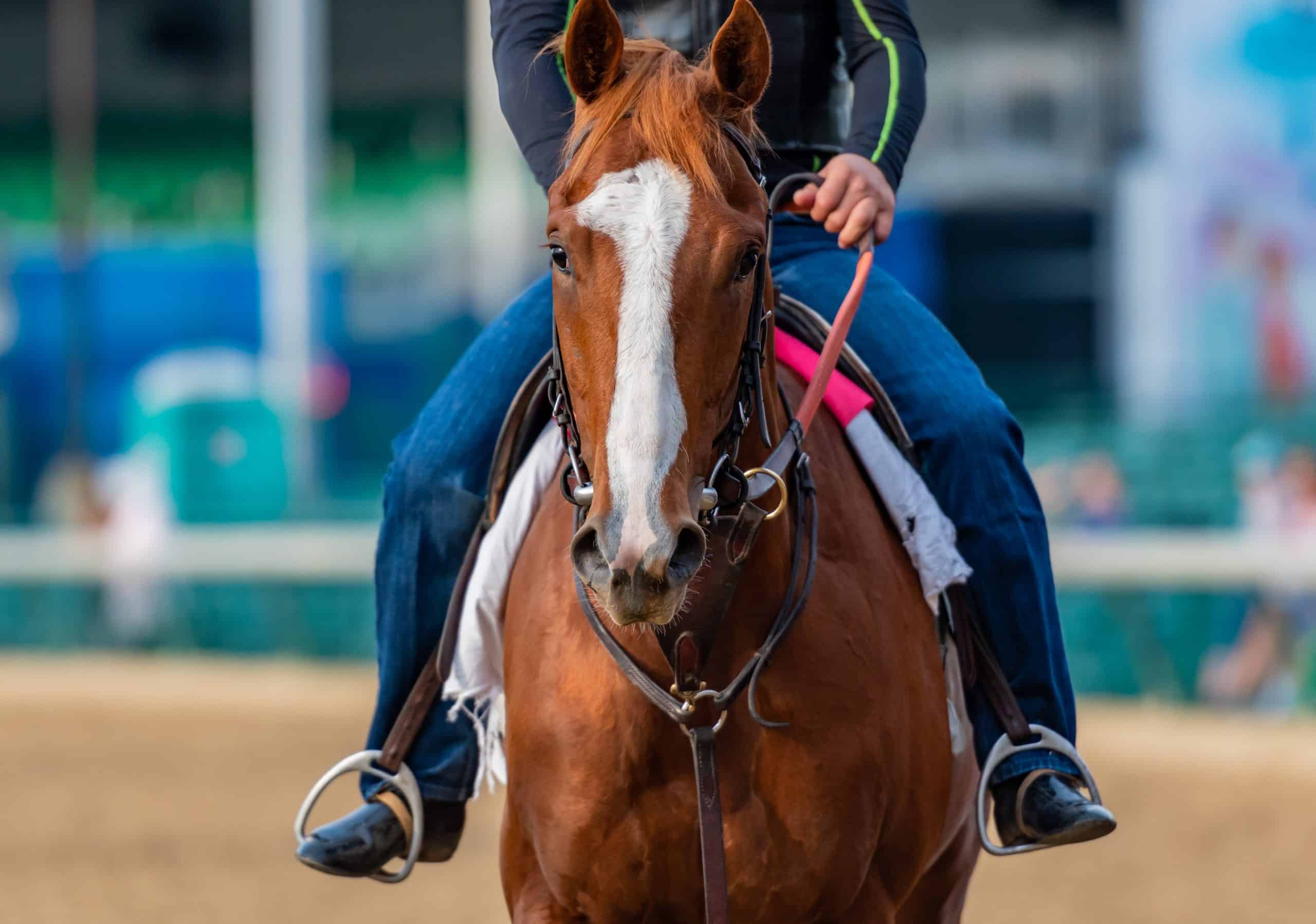 horse face markings blaze