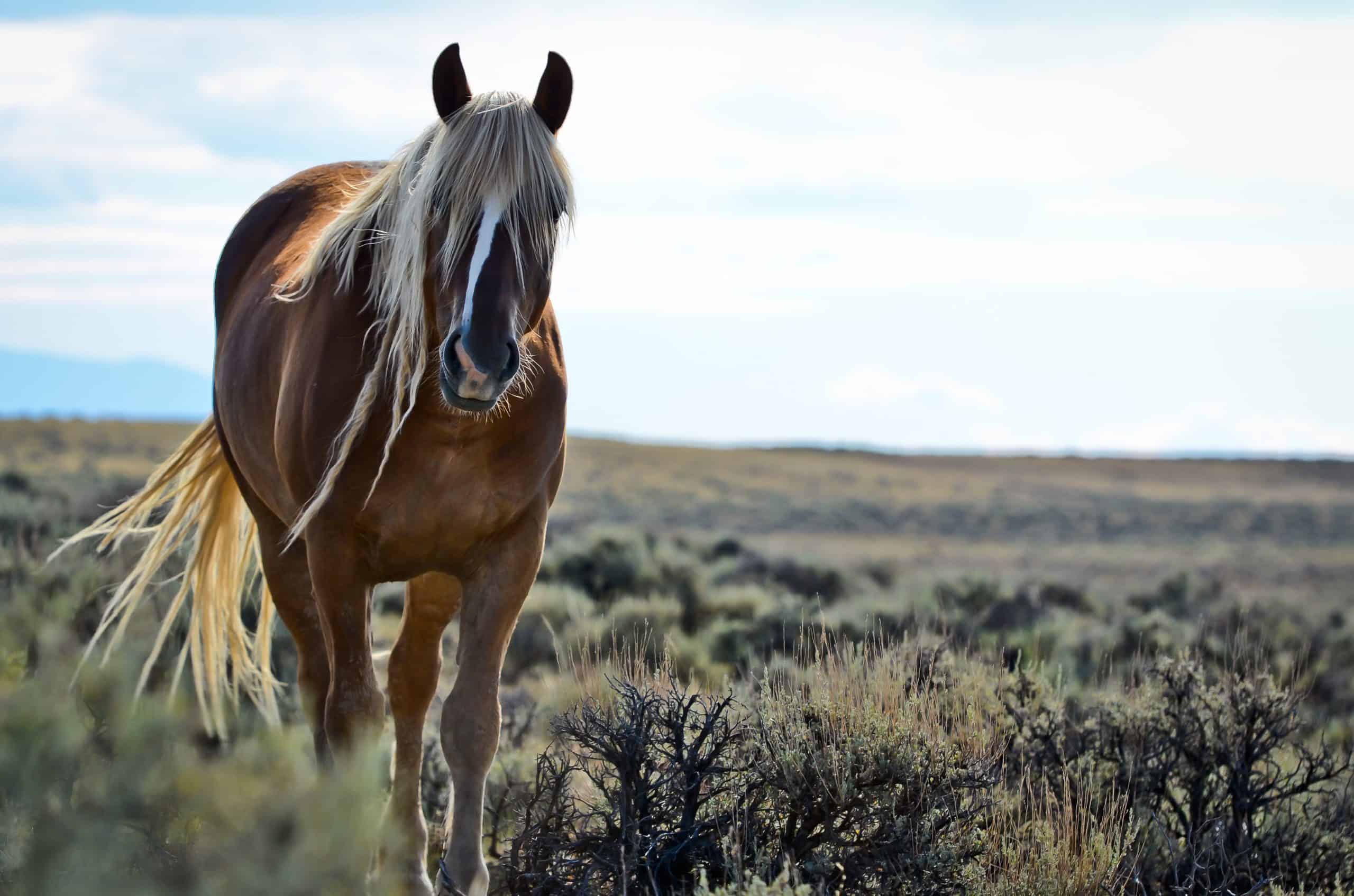 Wild Mustang near Cody, Wyoming.