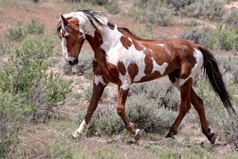 Iconic wild mustangs photographed in the American West, where horses still run free.