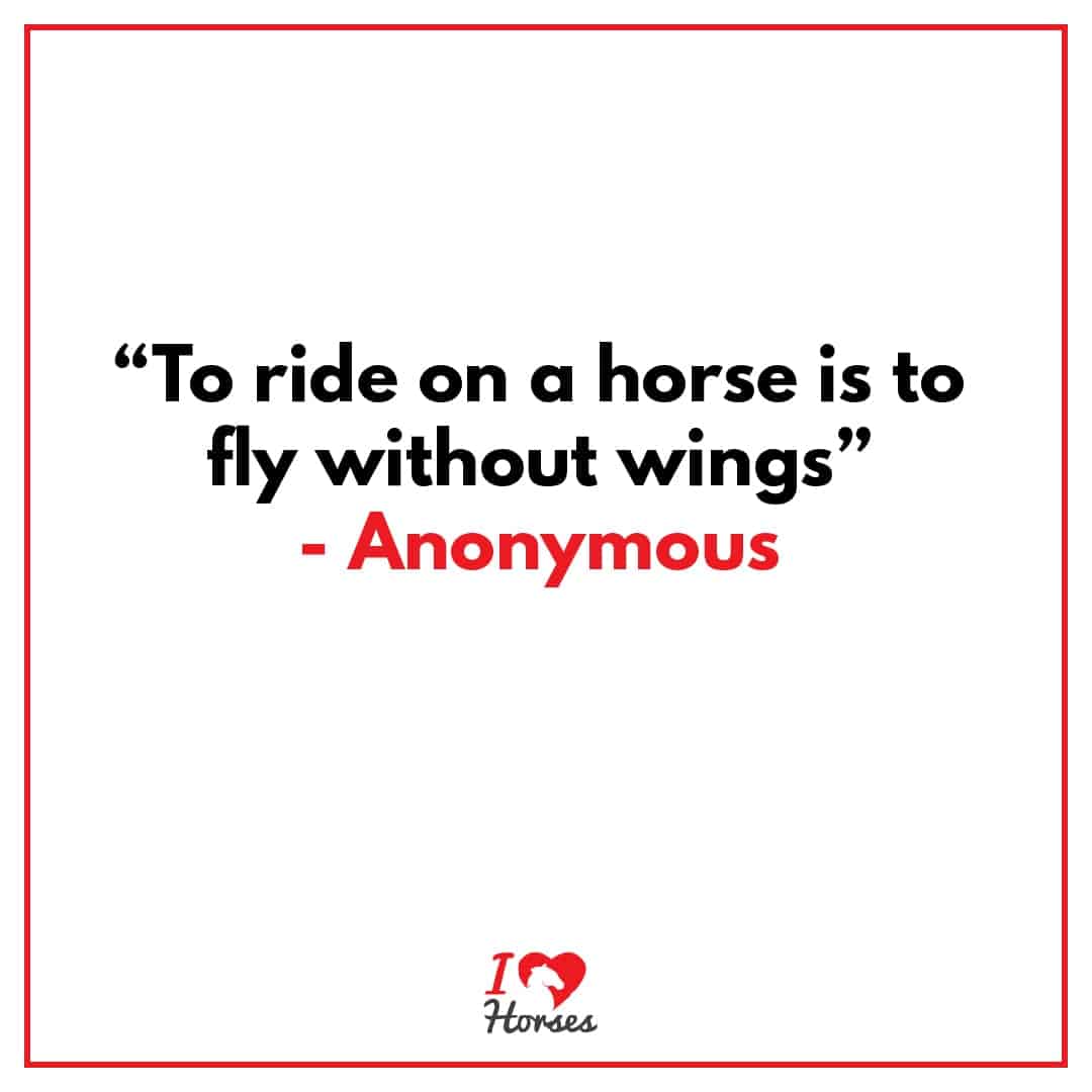 horse quote fly without wings