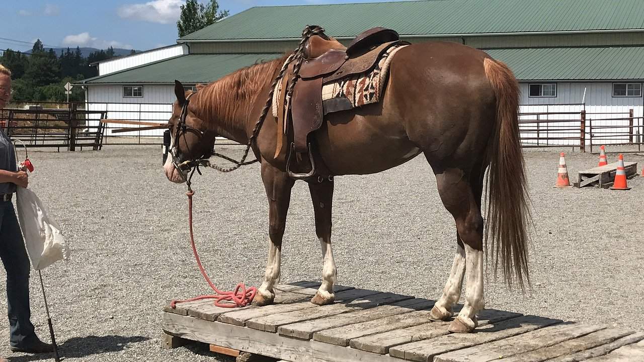 horse marking