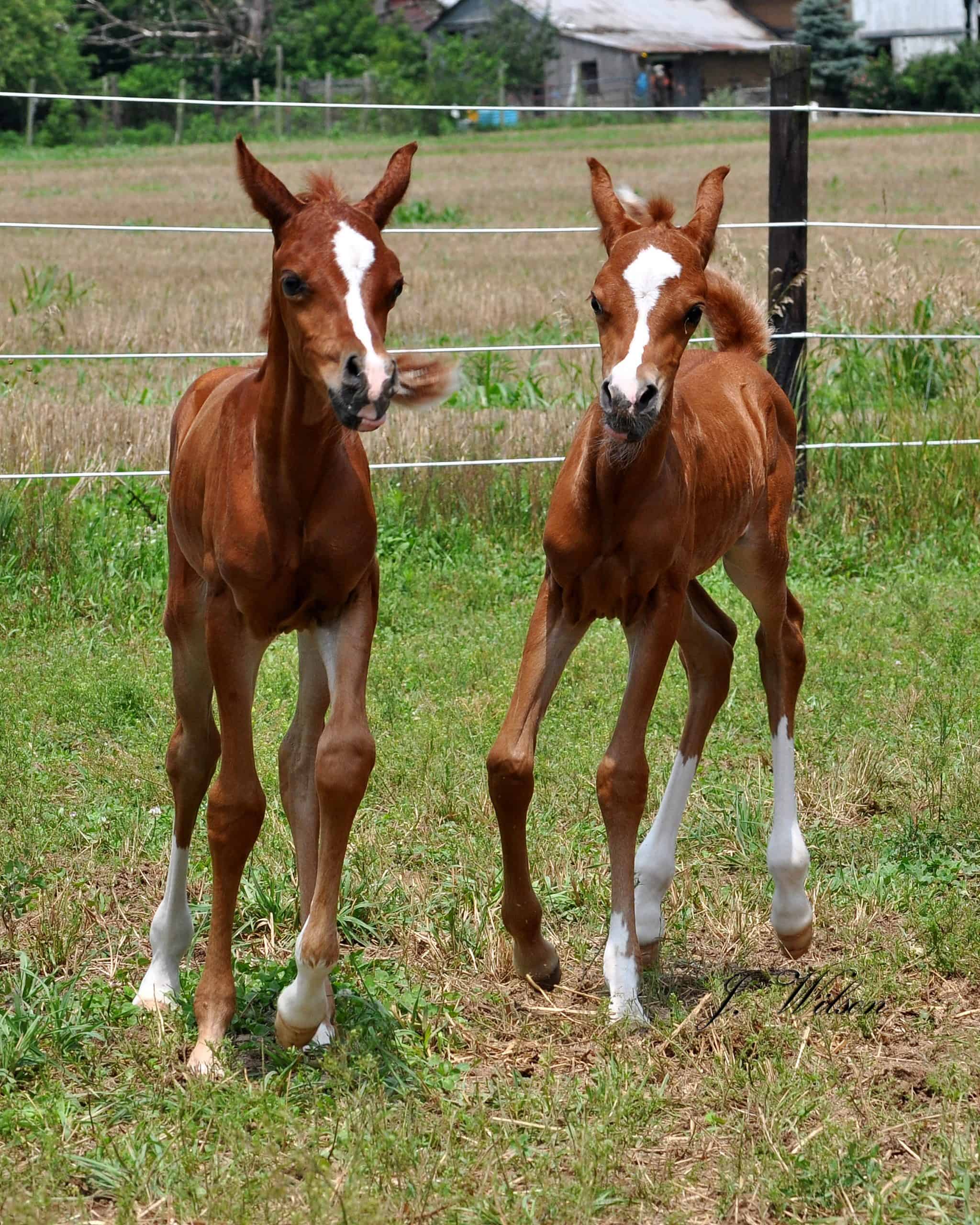 horse twins