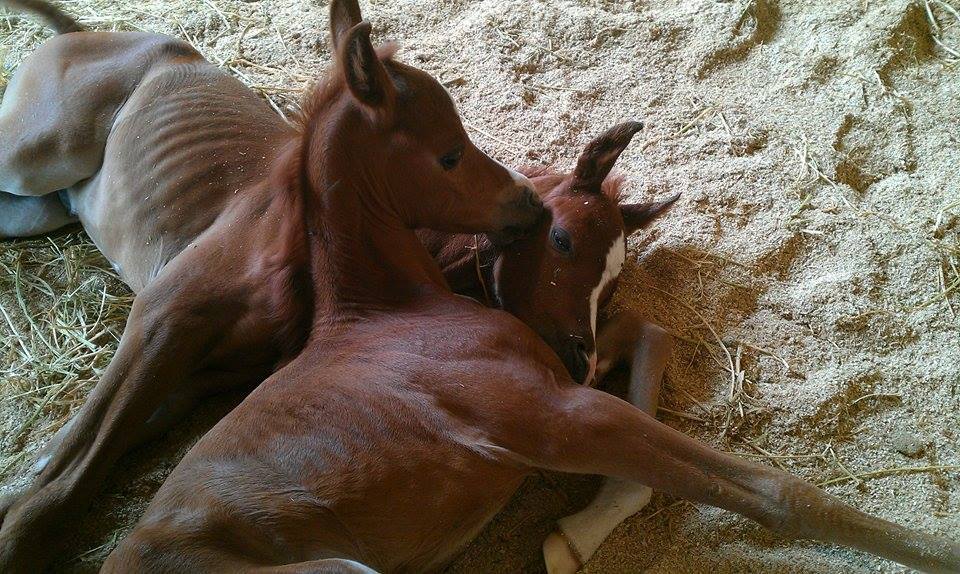 horse twins