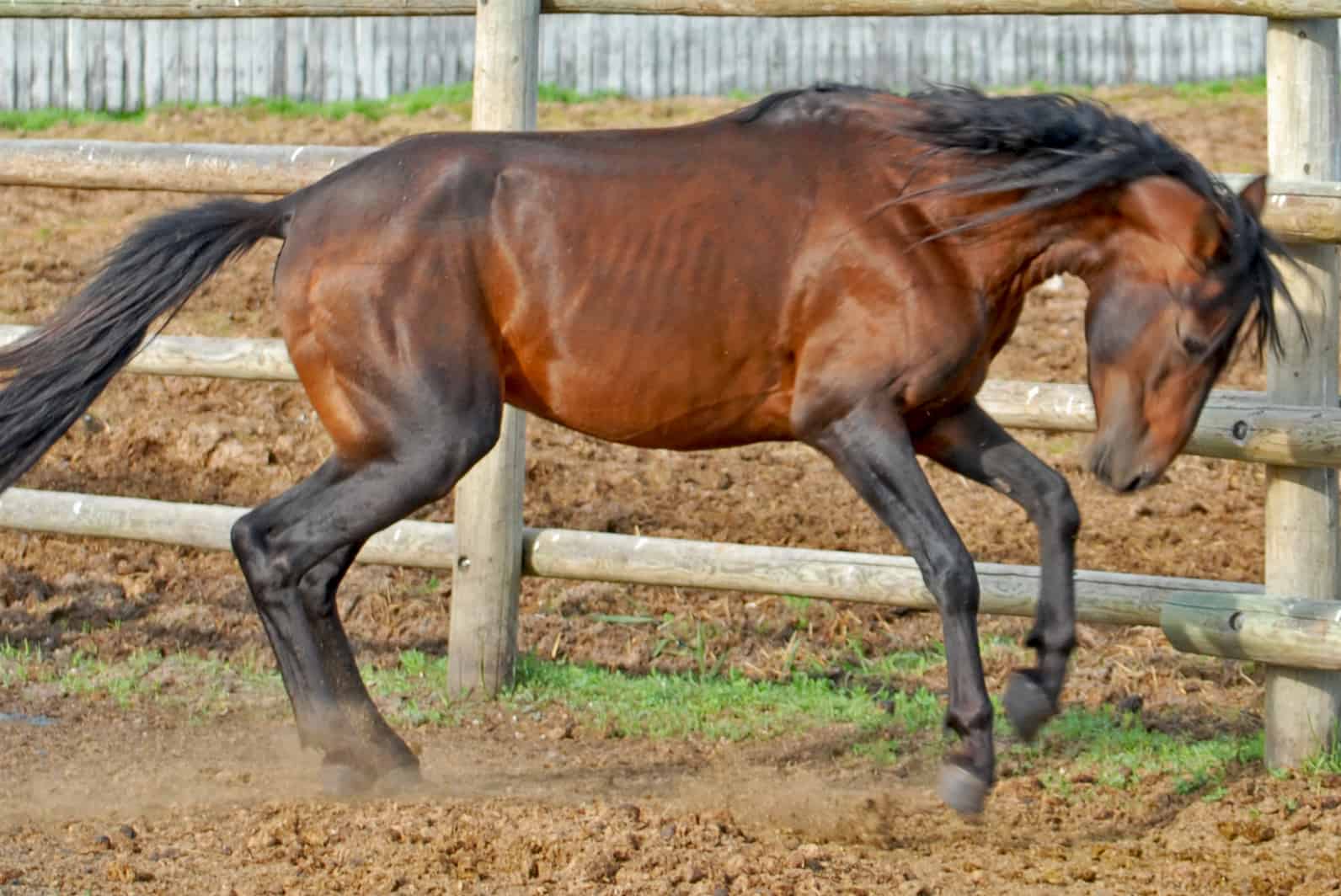 oldest horse breeds caspian horse