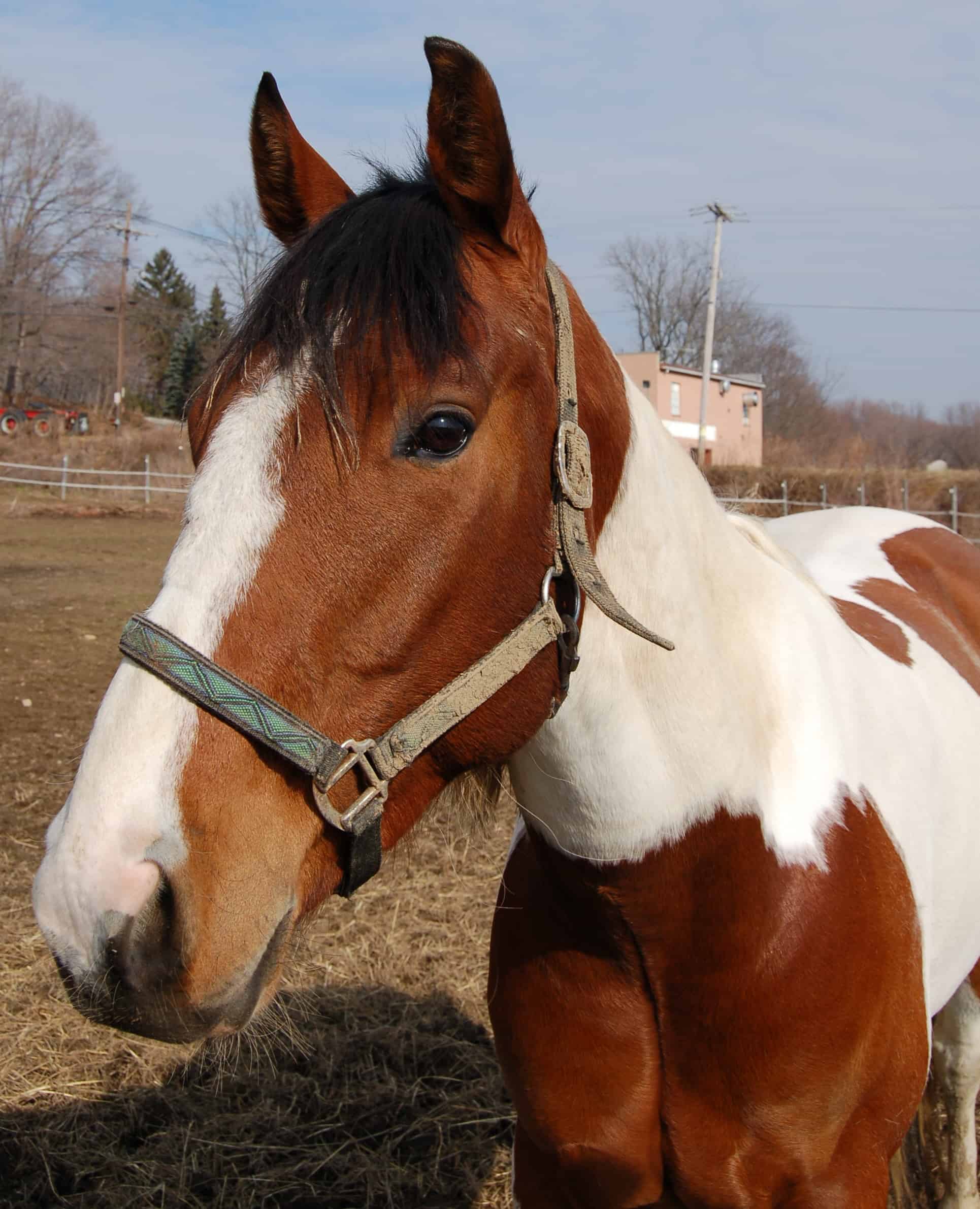 An American Paint horse in the pasture.